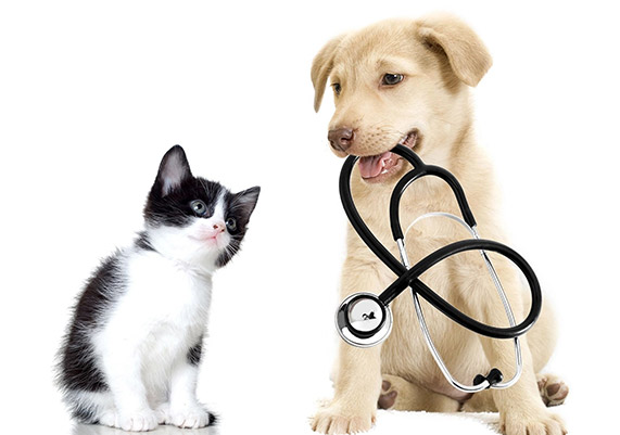 Oxford Veterinary Hospital | Medical Care | Ohio