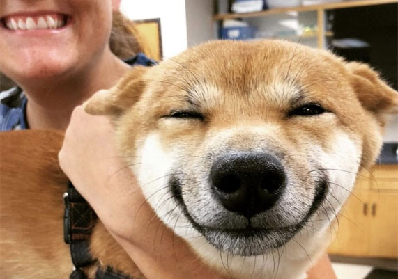 smile-dog ed